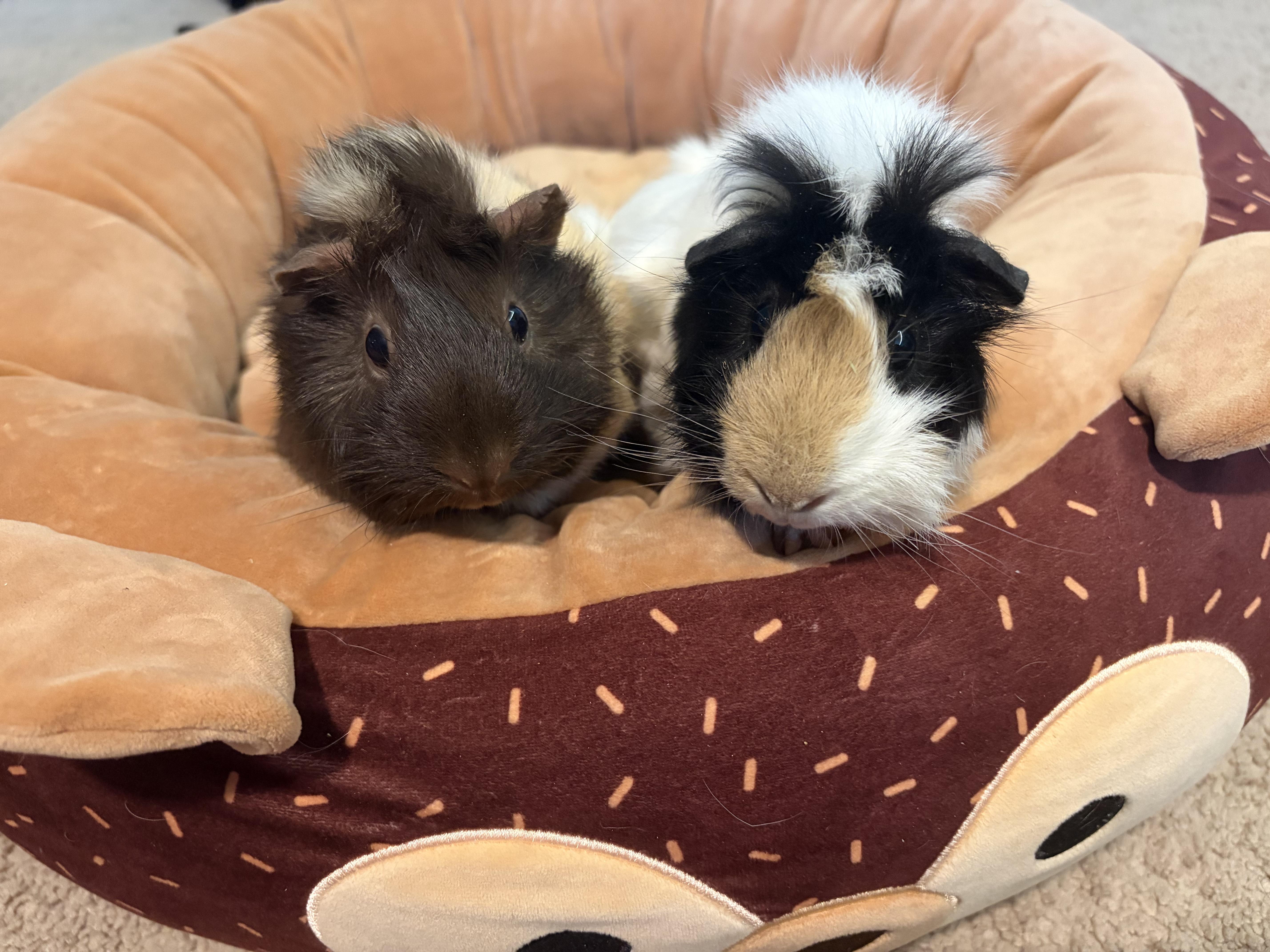 Lulu & Poppy, adoptable, Adult Female Guinea Pig.