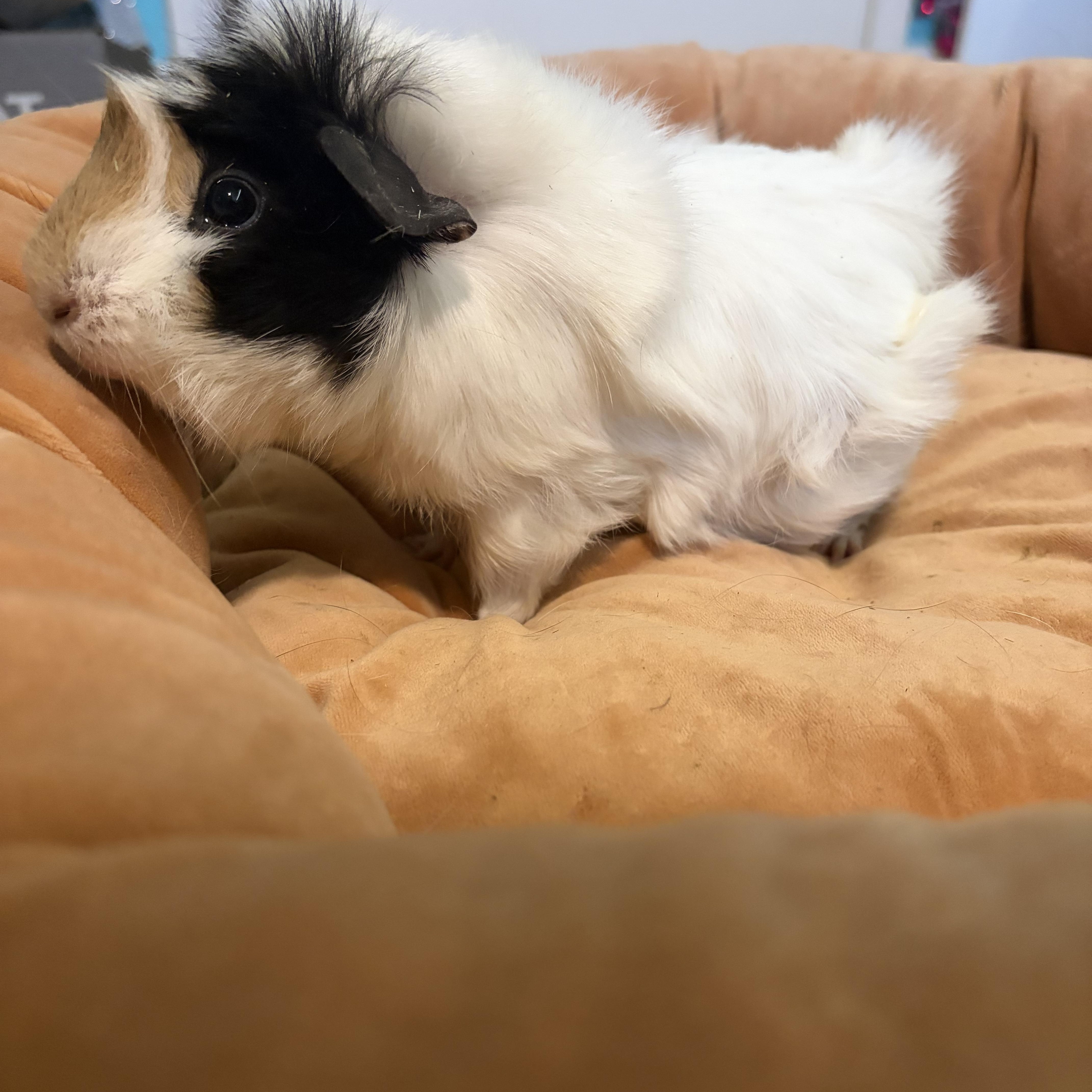 Enlarge Lulu & Poppy, an adoptable Guinea Pig in Austin, TX image 6/6