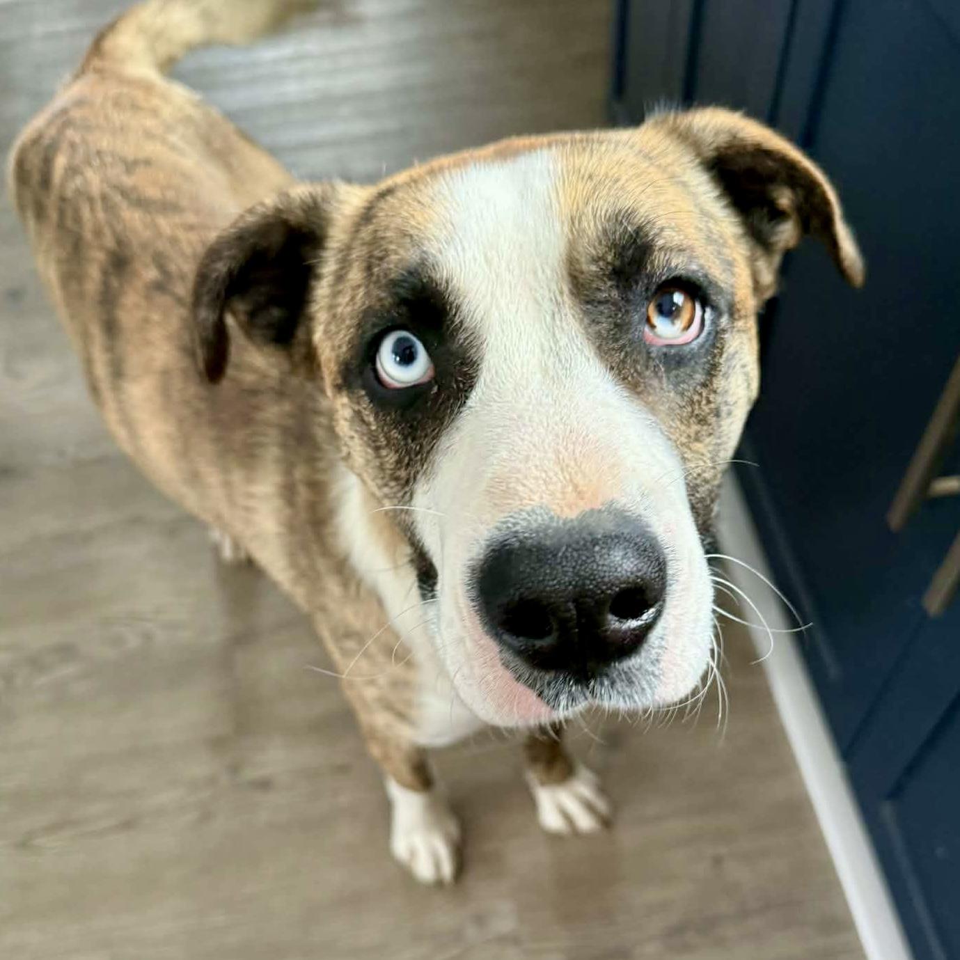 Enlarge Caesar, a ADOPTABLE mixed breed in Mead, CO image 4/6