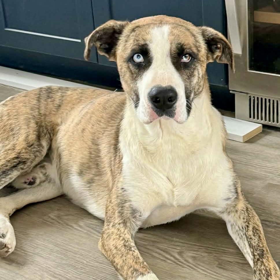 Enlarge Caesar, a ADOPTABLE mixed breed in Mead, CO image 6/6