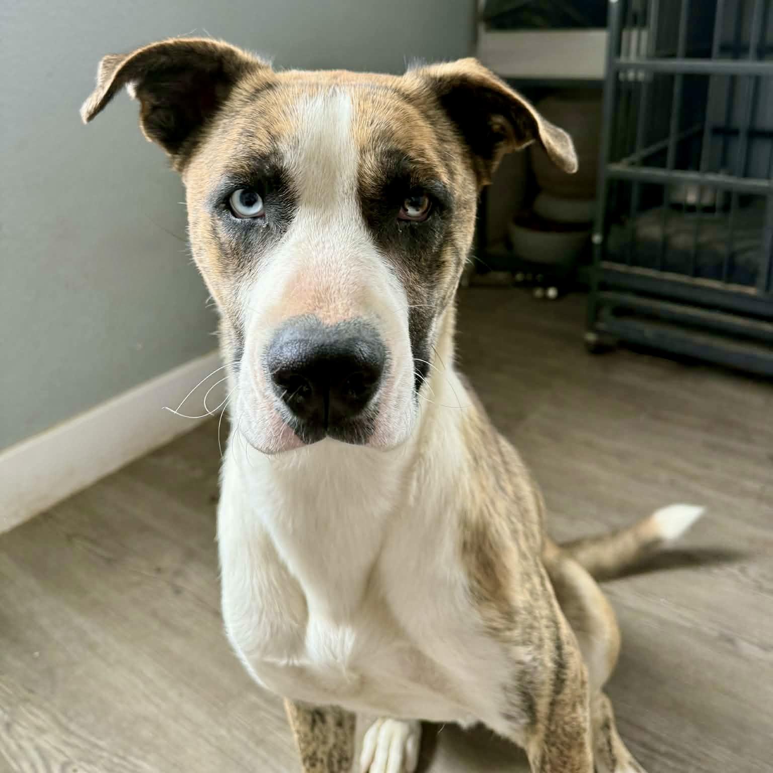 Enlarge Caesar, a ADOPTABLE mixed breed in Mead, CO image 1/6