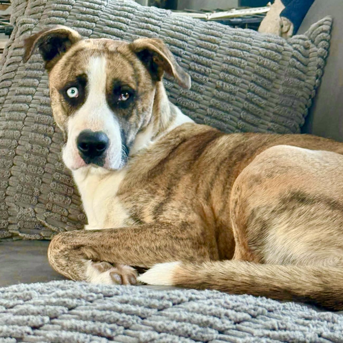 Enlarge Caesar, a ADOPTABLE mixed breed in Mead, CO image 2/6