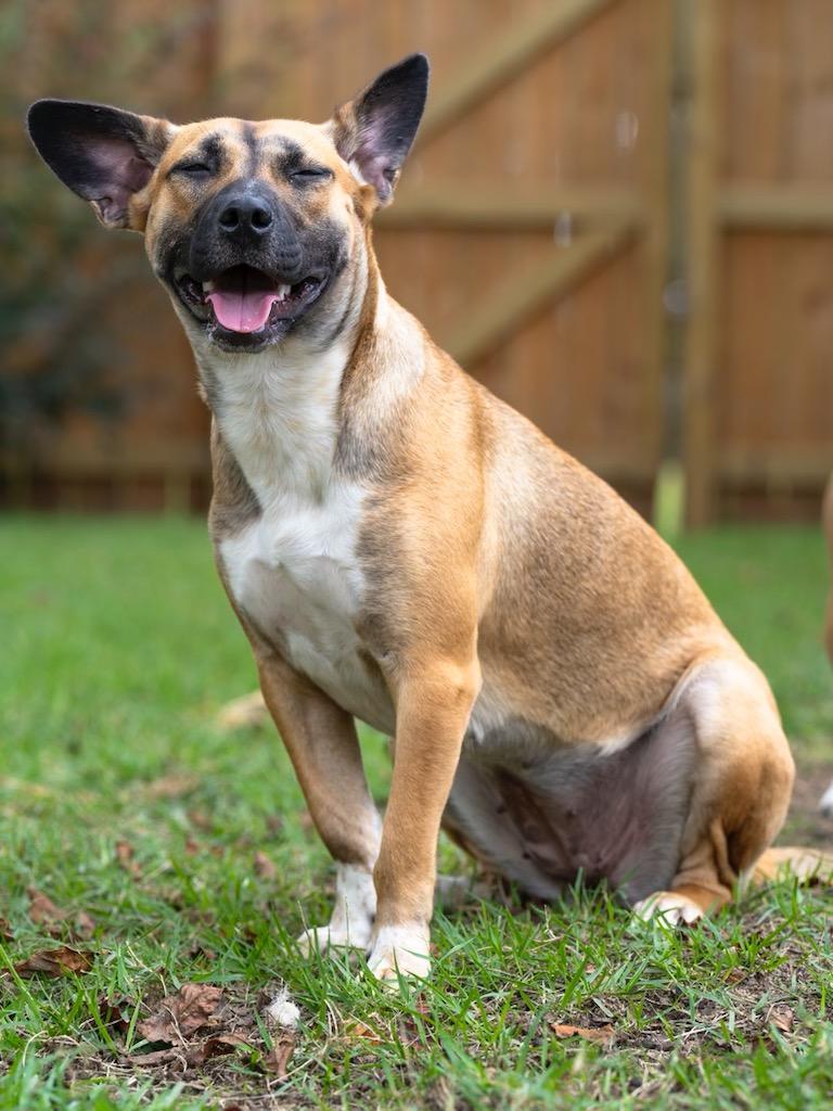 MARLEY, a Adoptable mixed breed in Crestview, FL image 2/4