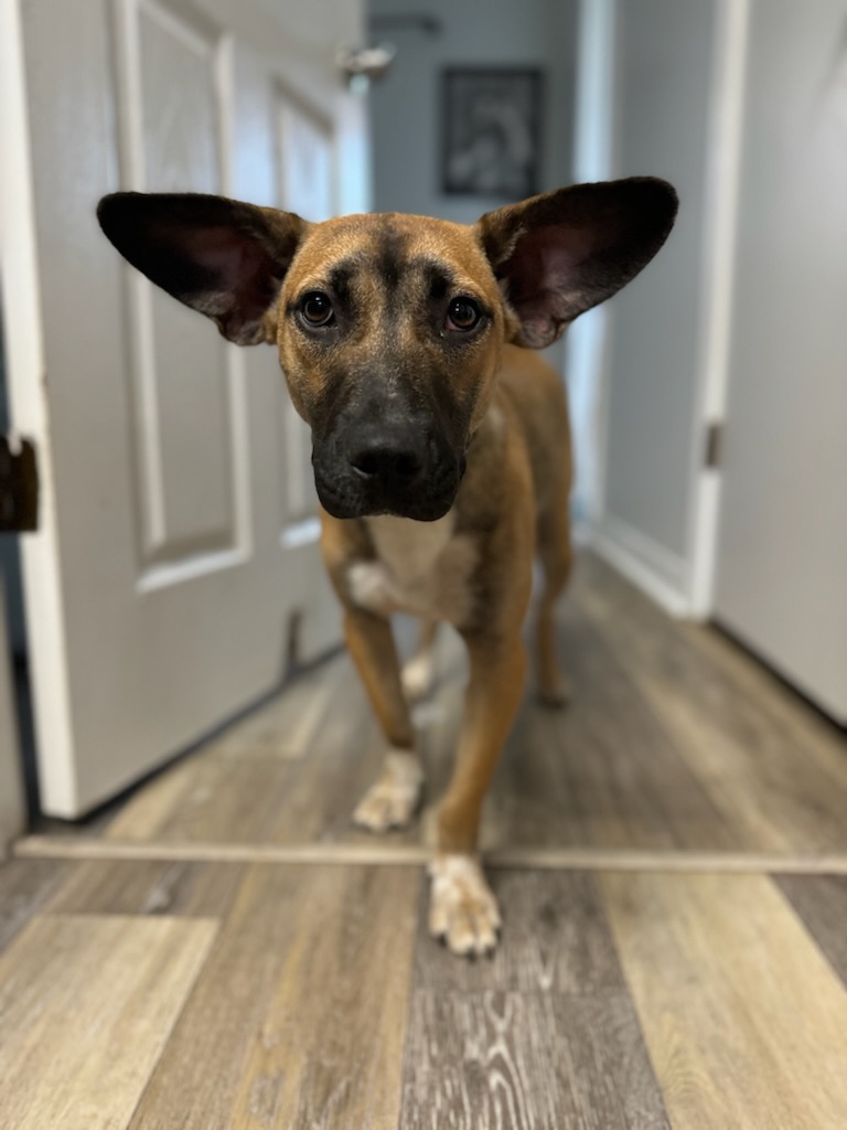 MARLEY, a Adoptable mixed breed in Crestview, FL image 3/4