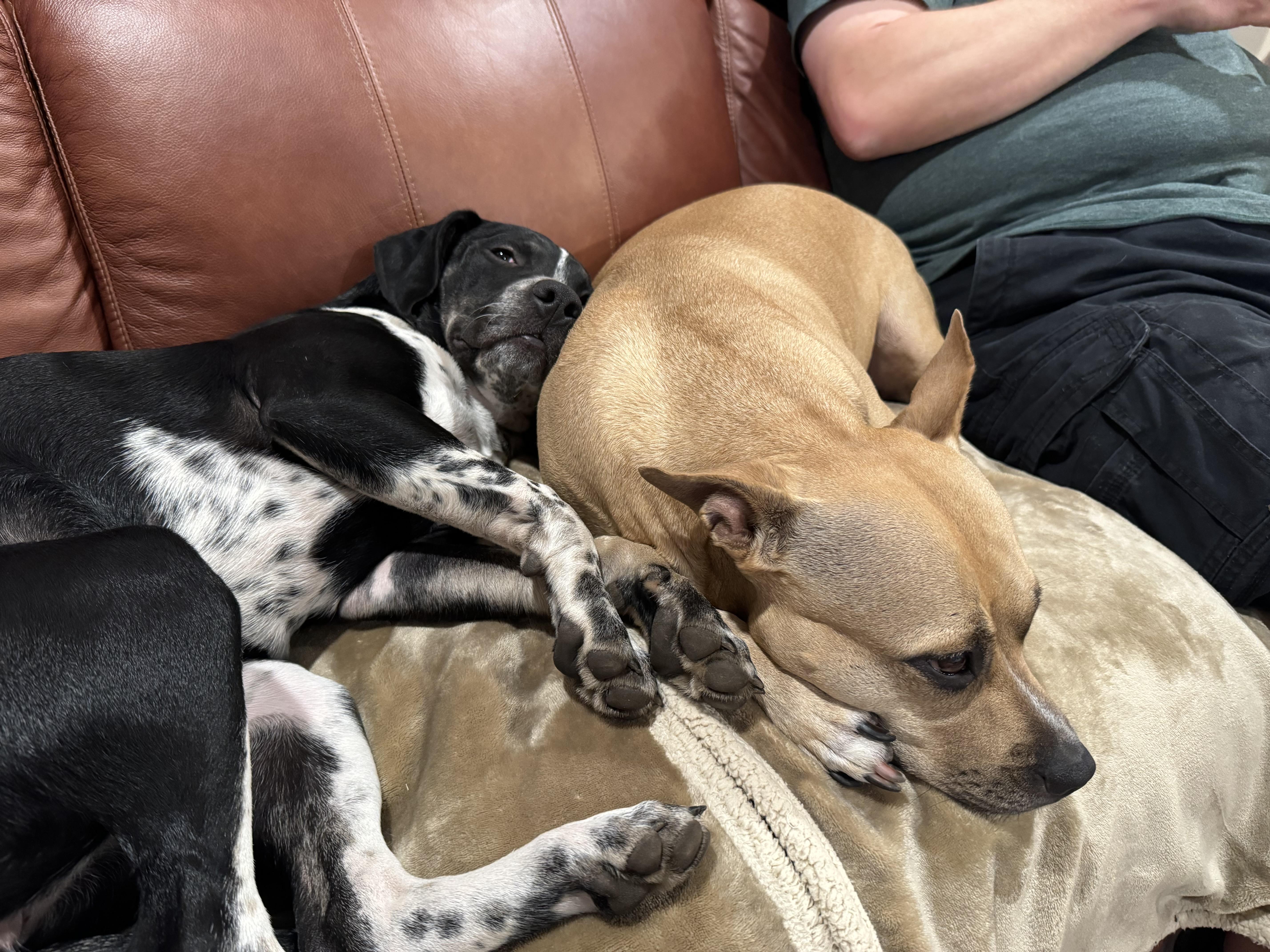 MARLEY, a Adoptable mixed breed in Crestview, FL image 4/4