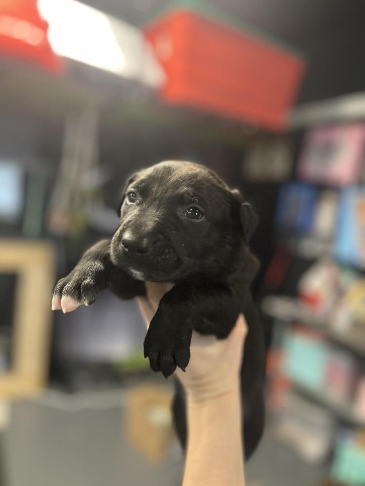 BookTok Fantasy Litter - Rhysand - Located in NC