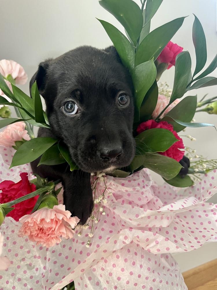 BookTok Fantasy Litter - Rhysand - Located in NC — thumbnail 2