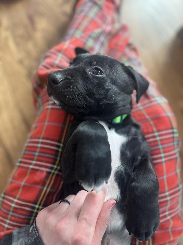 BookTok Fantasy Litter - Rhysand - Located in NC — thumbnail 3