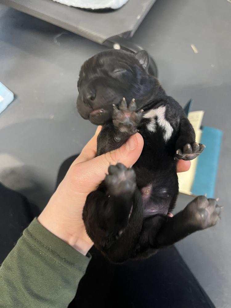 BookTok Fantasy Litter - Rhysand - Located in NC — thumbnail 5