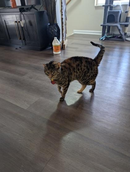 BB, Adoptable, Adult Female Domestic Short Hair & Domestic Short Hair.