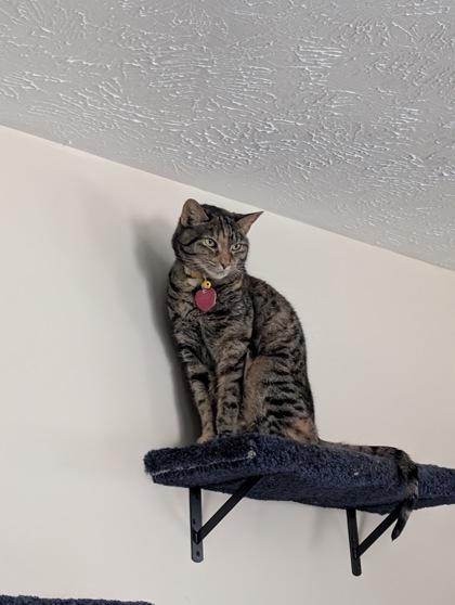 BB, Adoptable, Adult Female Domestic Short Hair & Domestic Short Hair.