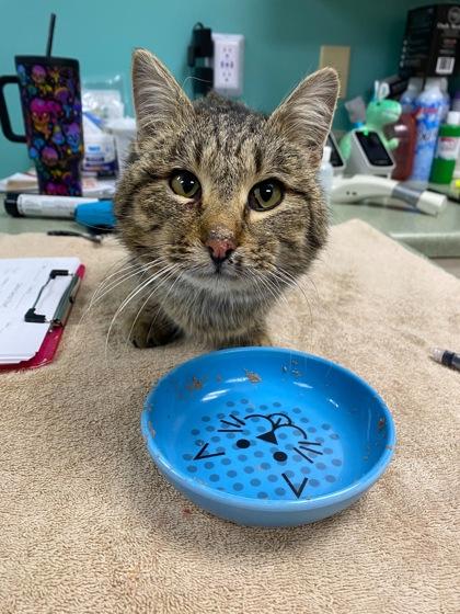 Enlarge Donald, a Adoptable mixed breed in Willmar, MN image 1/1