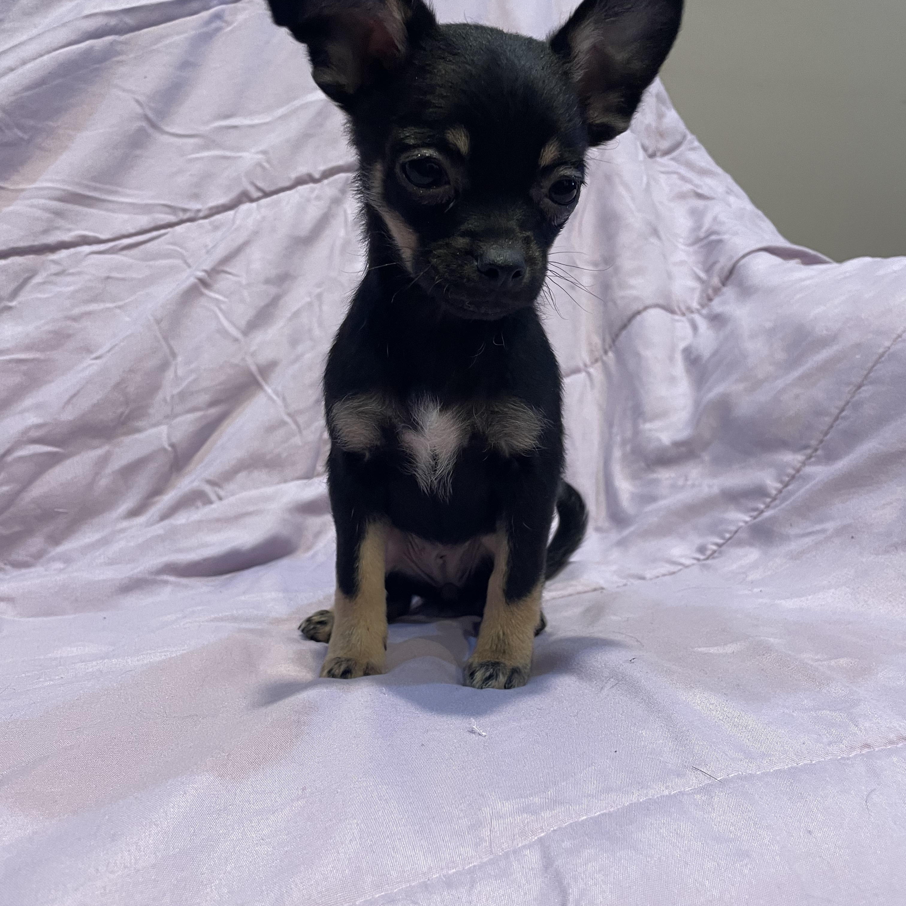 Tilly , an adopted mixed breed in Phoenix, AZ image 3/4