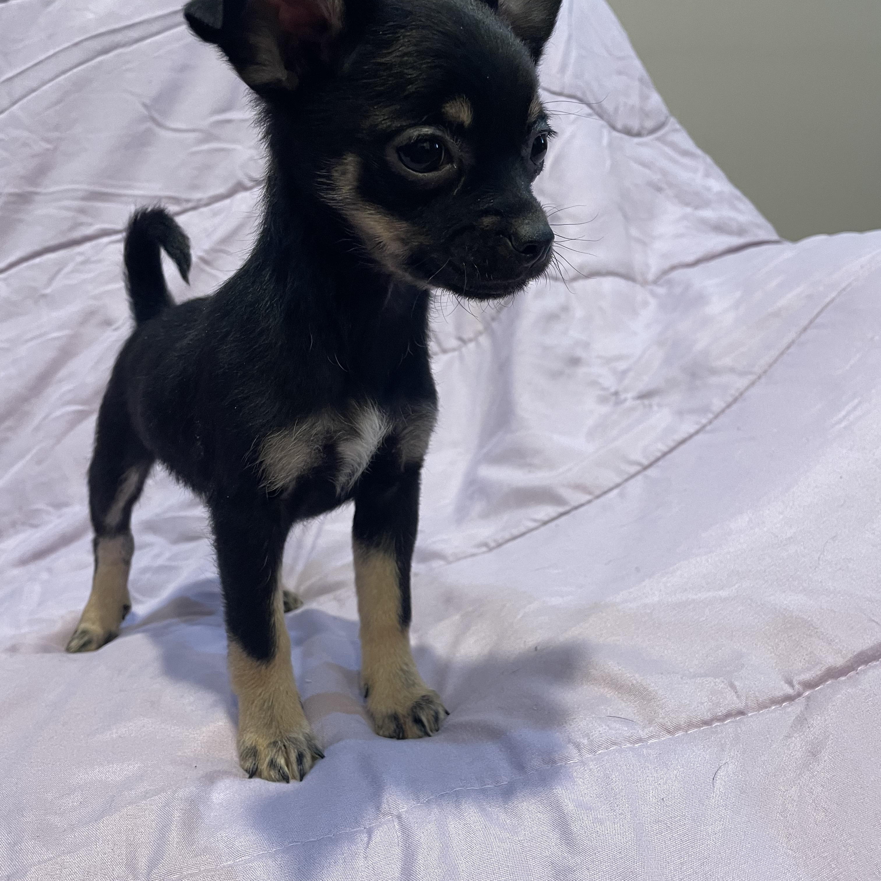 Tilly , an adopted mixed breed in Phoenix, AZ image 4/4