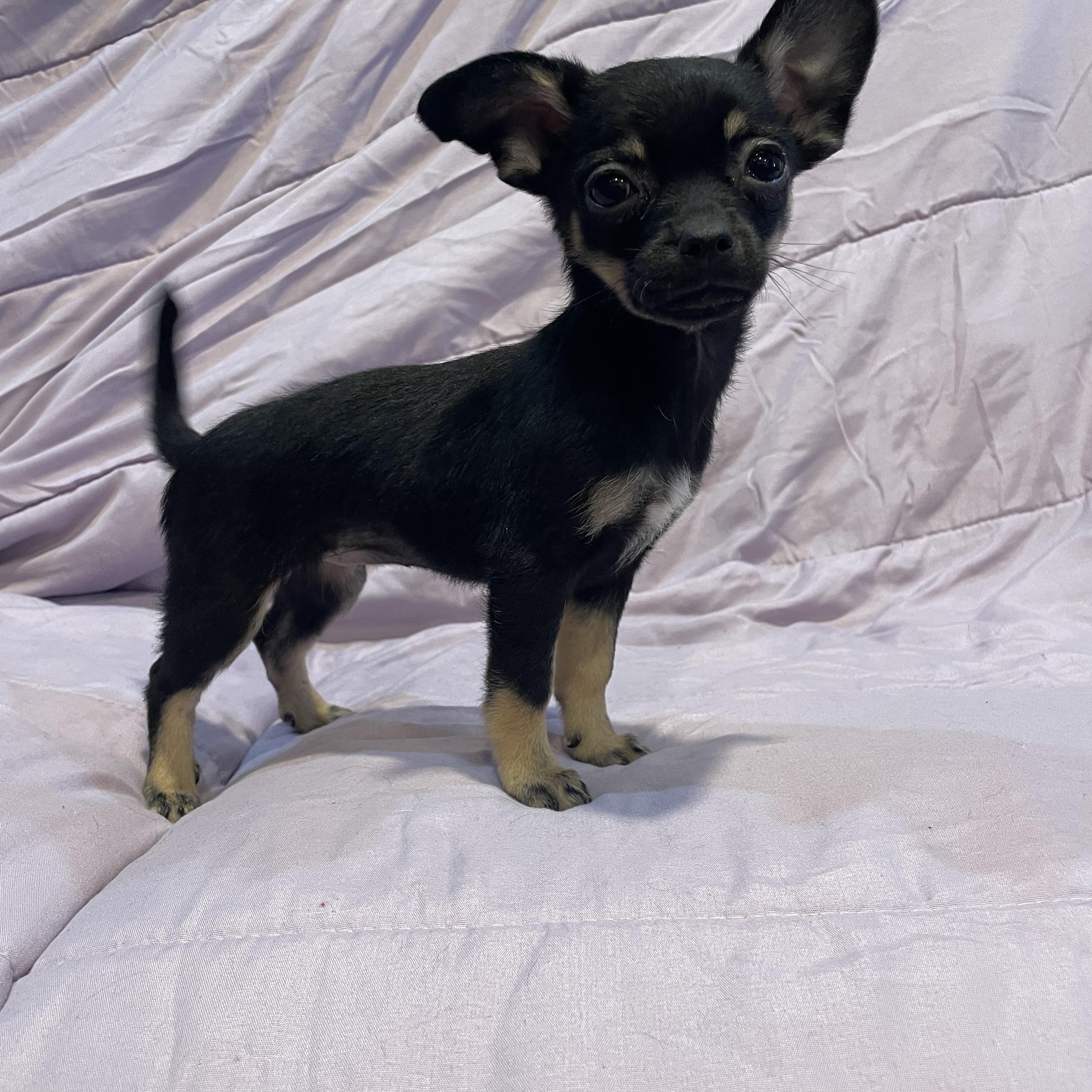 Tilly , an adopted mixed breed in Phoenix, AZ image 2/4