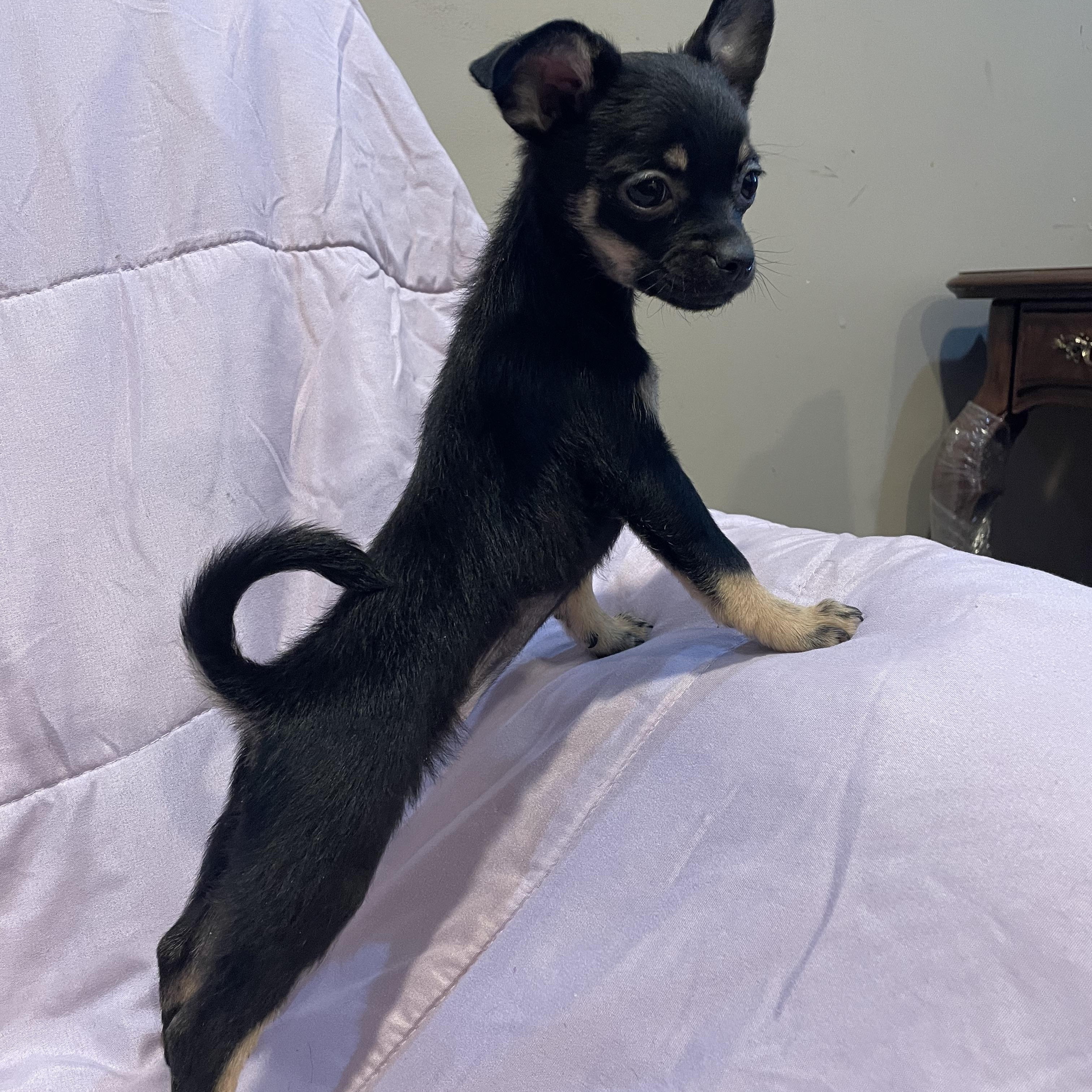 Tilly , adopted, Young Female Chihuahua & Pomeranian.