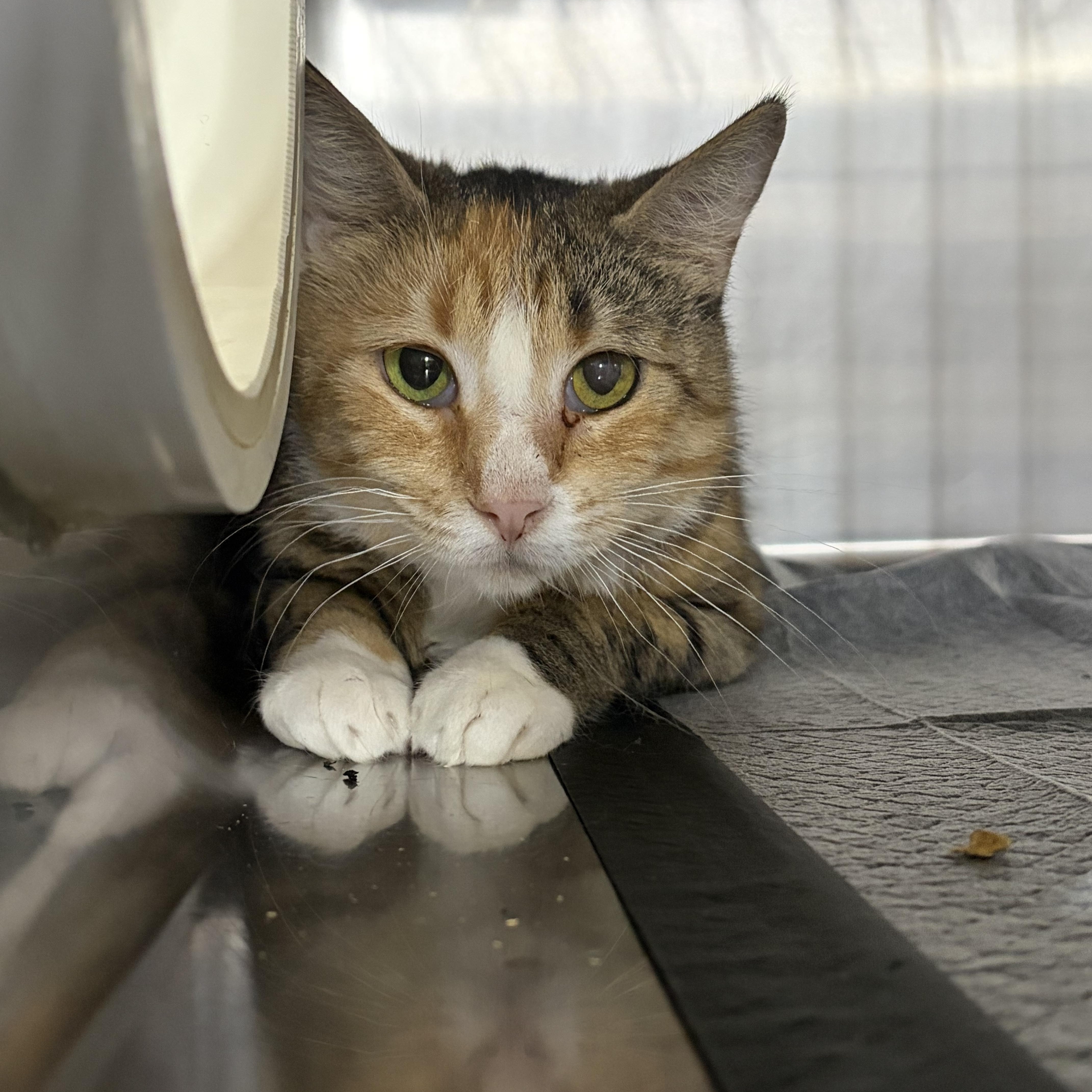 Enlarge Abelina, a Adoptable Domestic Short Hair in Log Lane Village, CO image 1/1