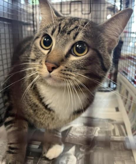 TIM, Adoptable, Young Male Domestic Short Hair.