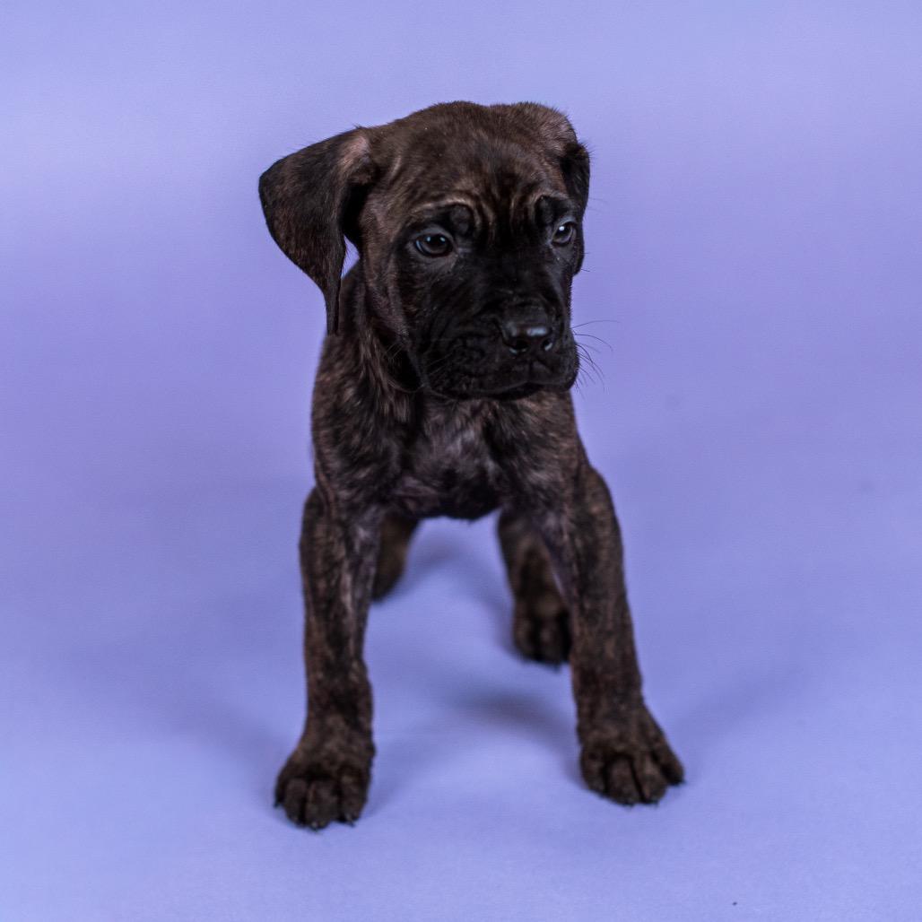 Snickerdoodle Cookie