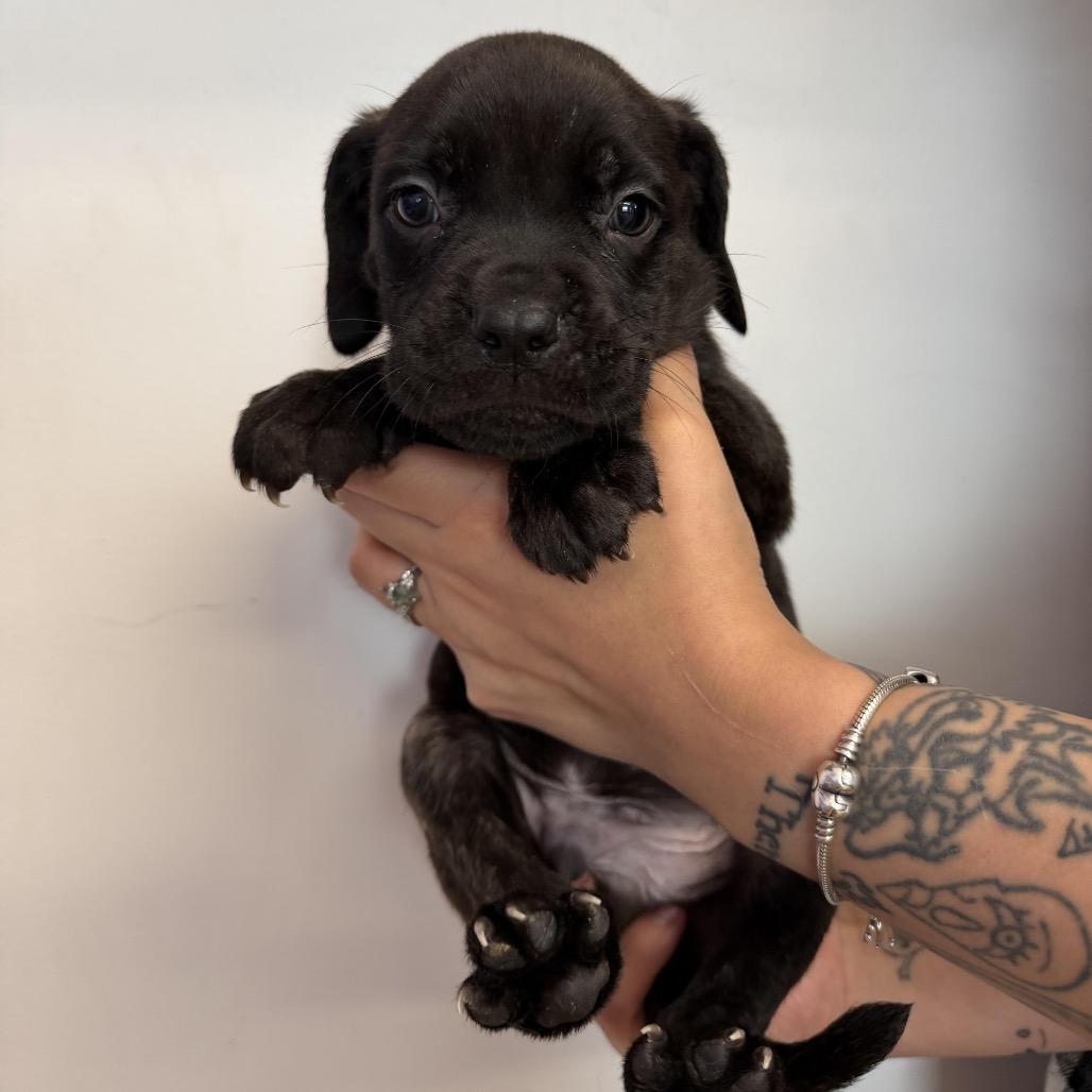 Snickerdoodle Cookie thumbnail 2