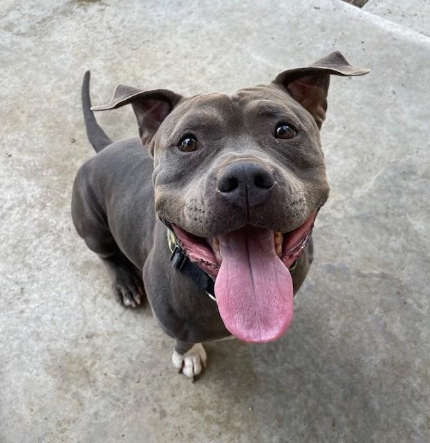 Batman, Adoptable, Adult Male Pit Bull Terrier.