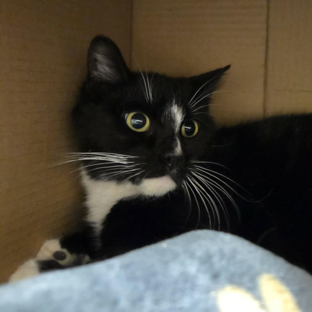 Enlarge Esmerelda, a Adoptable Domestic Short Hair in Ballston Spa, NY image 1/3