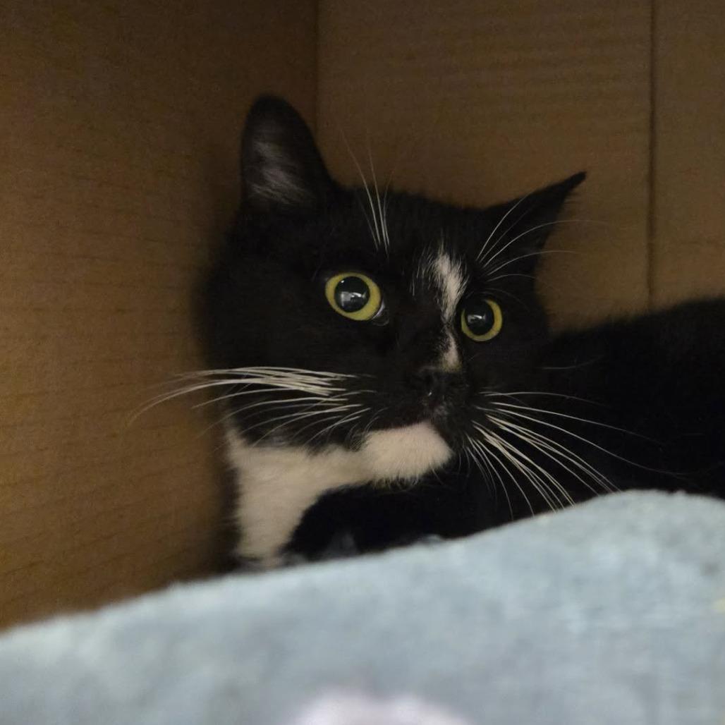 Enlarge Esmerelda, a Adoptable Domestic Short Hair in Ballston Spa, NY image 2/3