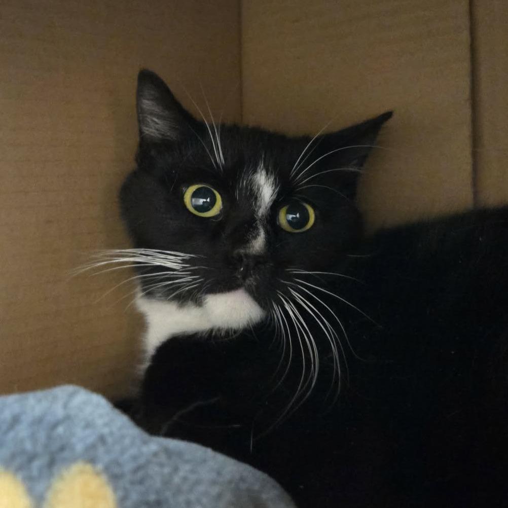 Enlarge Esmerelda, a Adoptable Domestic Short Hair in Ballston Spa, NY image 3/3