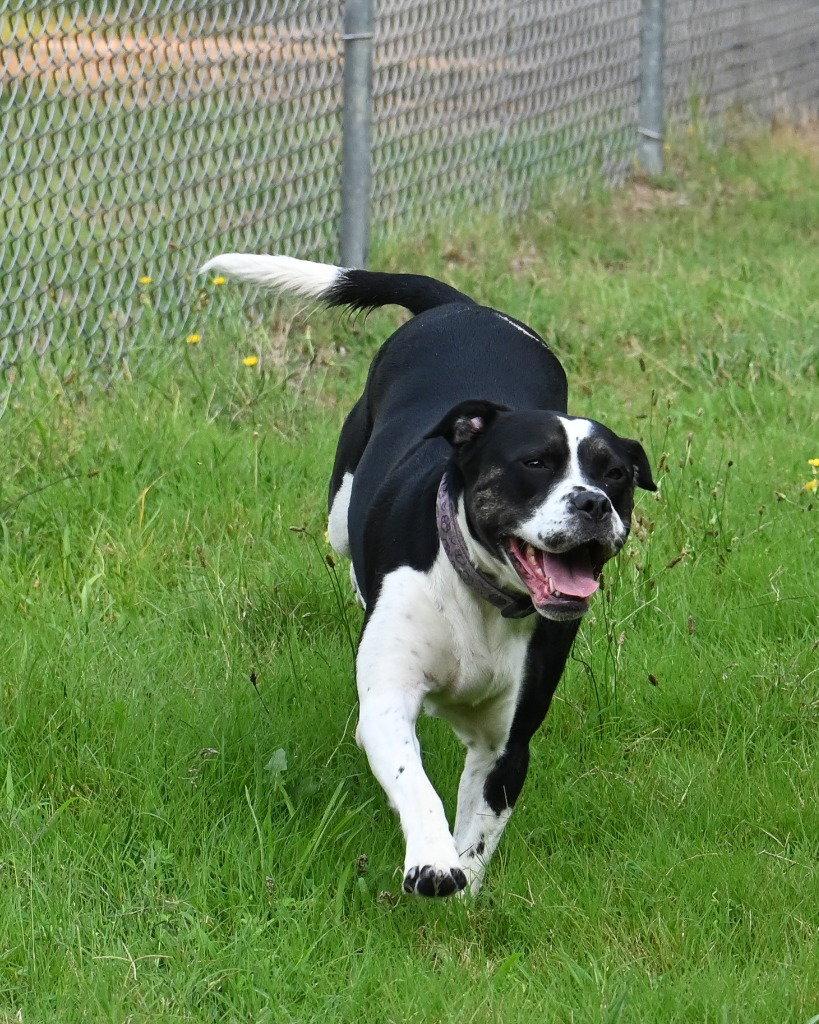 DA 1 Keko, a Adoptable Pit Bull Terrier in Glen Allen, VA image 1/3