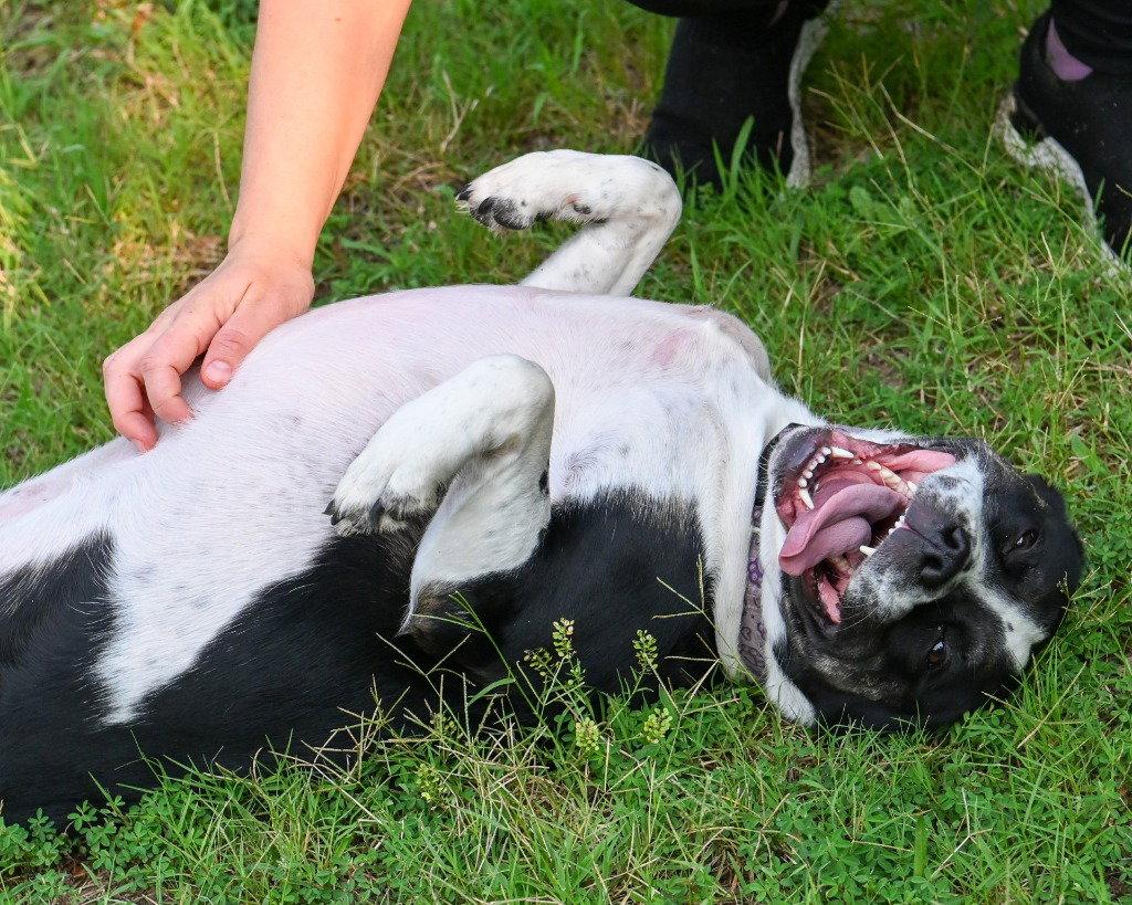 DA 1 Keko, a Adoptable Pit Bull Terrier in Glen Allen, VA image 2/3