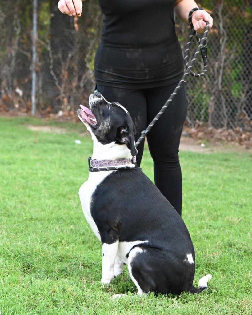 DA 1 Keko, a Adoptable Pit Bull Terrier in Glen Allen, VA image 3/3