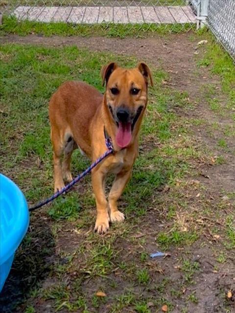 Enlarge SAM, a Adoptable mixed breed in Conroe, TX image 1/1