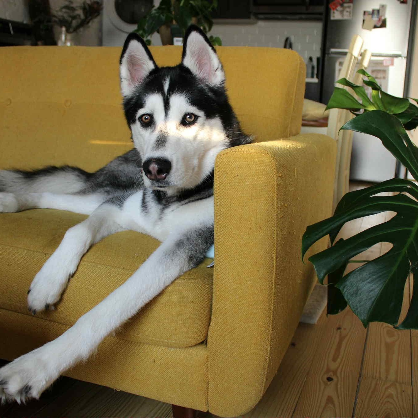 Jacob, a Adoptable Siberian Husky in Annapolis, MD image 1/6