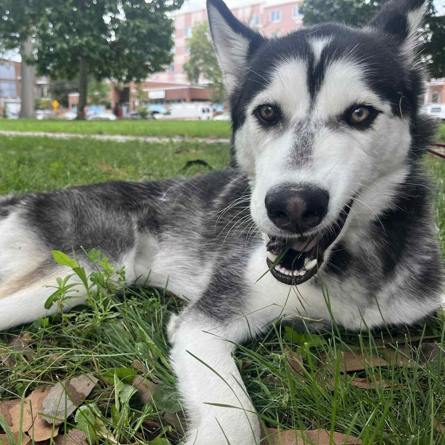 Jacob, a Adoptable Siberian Husky in Annapolis, MD image 5/6