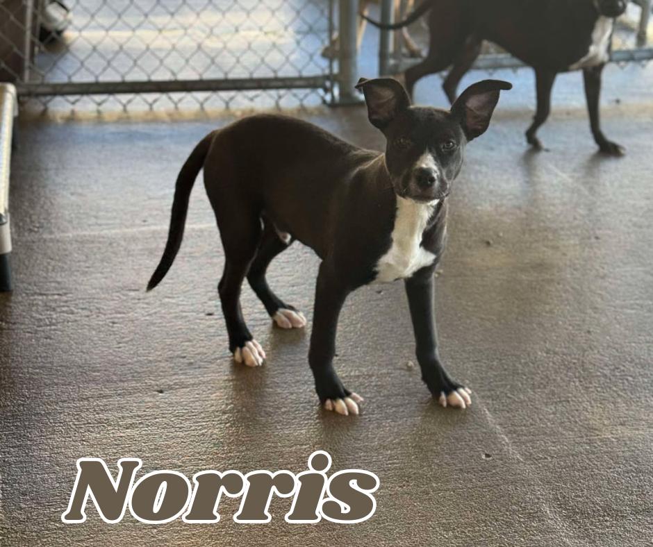 Enlarge Norris, a Adoptable mixed breed in Brownsville, TN image 1/2