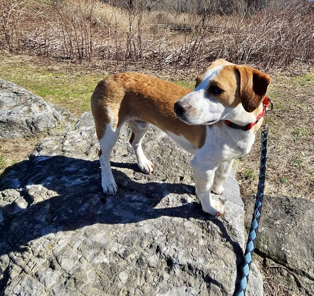 Enlarge Noodle, a ADOPTABLE Beagle in Red Hook, NY image 2/5