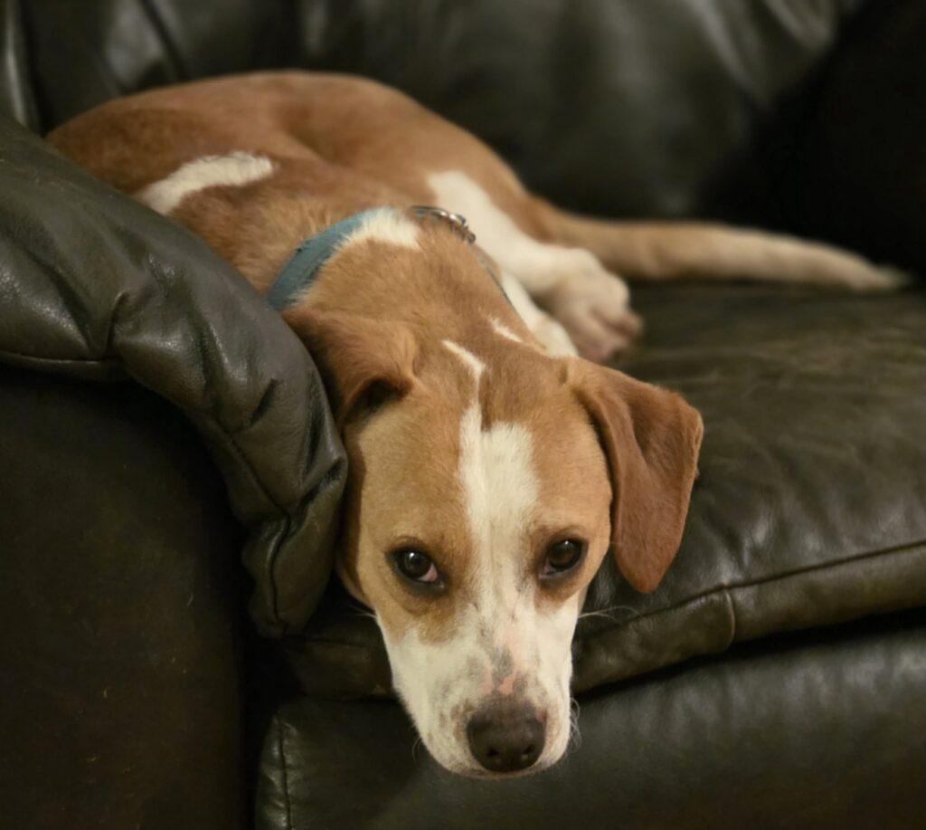 Enlarge Noodle, a ADOPTABLE Beagle in Red Hook, NY image 5/5