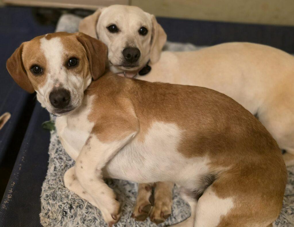 Enlarge Noodle, a ADOPTABLE Beagle in Red Hook, NY image 4/5