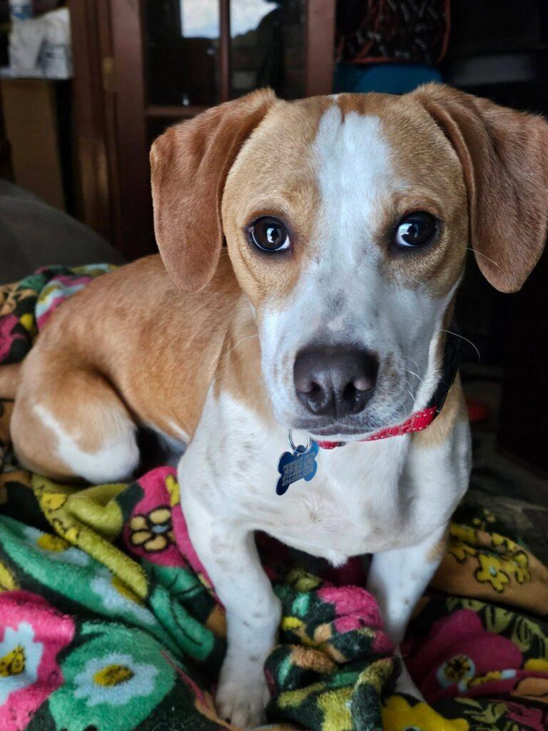 Noodle, ADOPTABLE, Young Male Beagle.