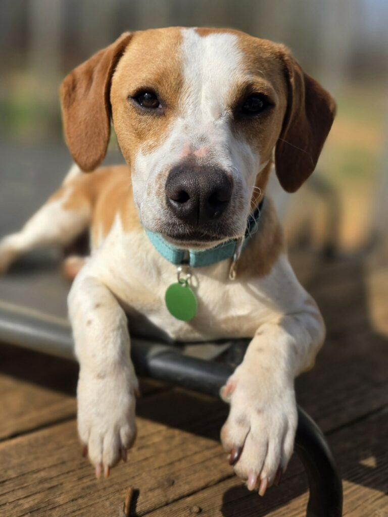 Enlarge Noodle, a ADOPTABLE Beagle in Red Hook, NY image 3/5