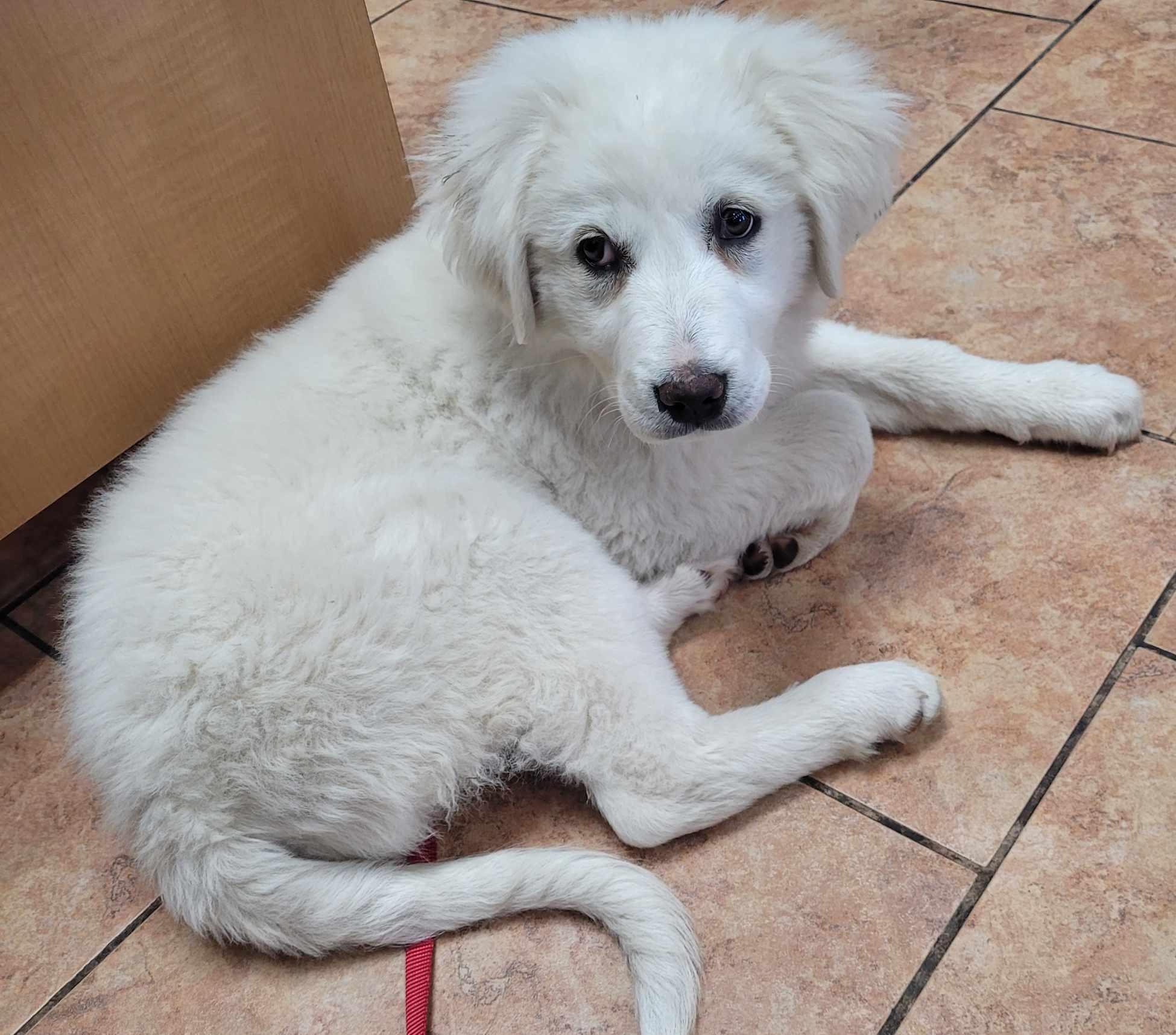 Enlarge Marge , a ADOPTABLE Great Pyrenees in Kiowa, OK image 4/6