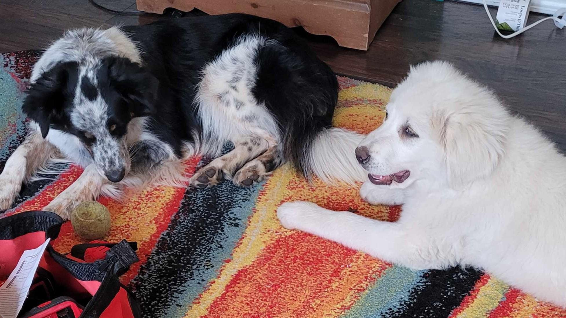 Enlarge Marge , a ADOPTABLE Great Pyrenees in Kiowa, OK image 3/6