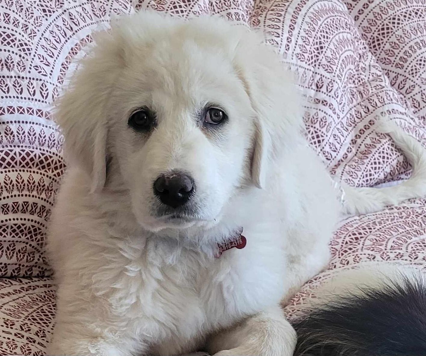 Marge , ADOPTABLE, Puppy Female Great Pyrenees.