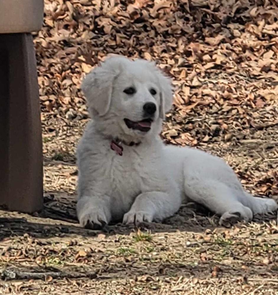 Enlarge Marge , a ADOPTABLE Great Pyrenees in Kiowa, OK image 5/6