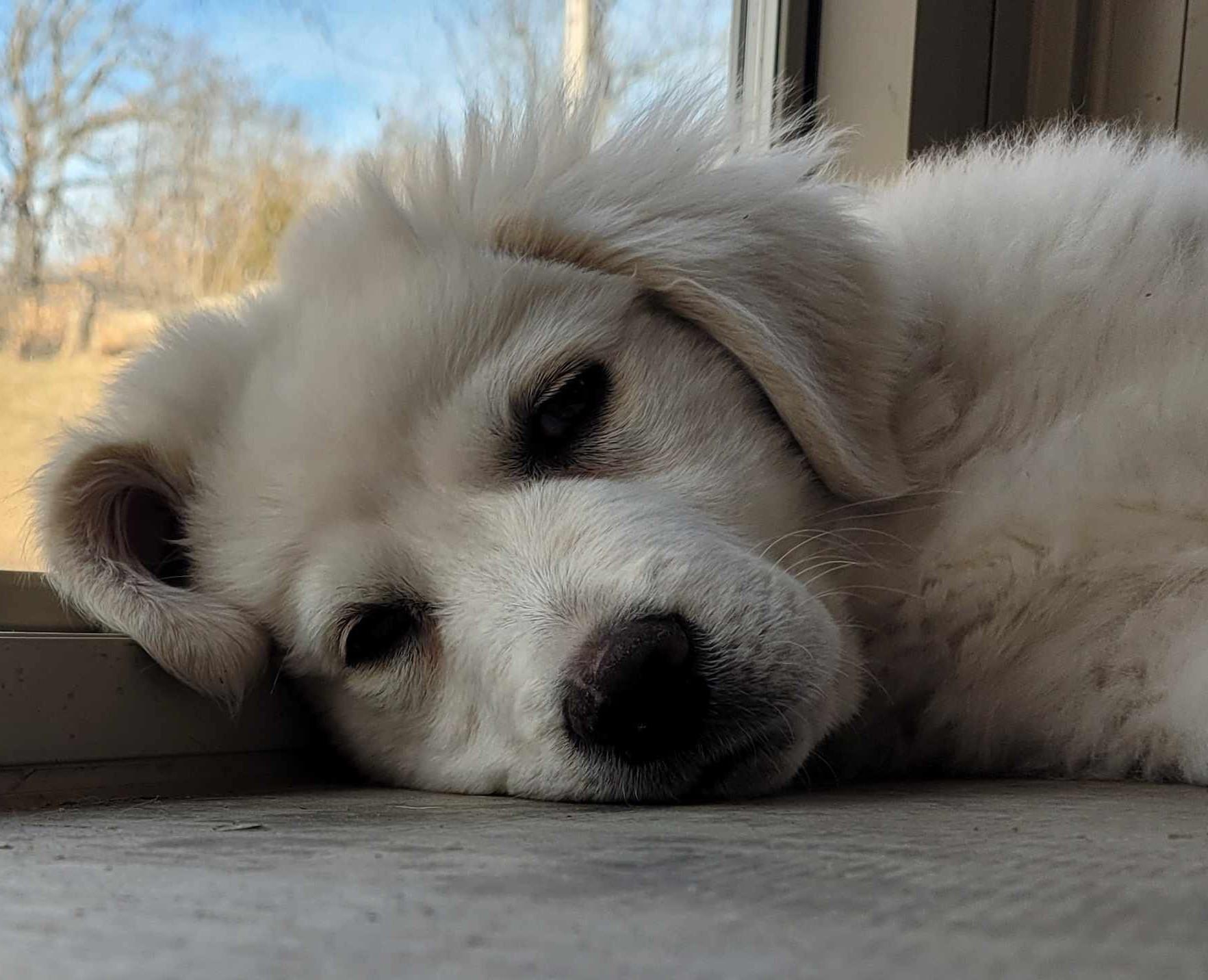 Enlarge Marge , a ADOPTABLE Great Pyrenees in Kiowa, OK image 6/6