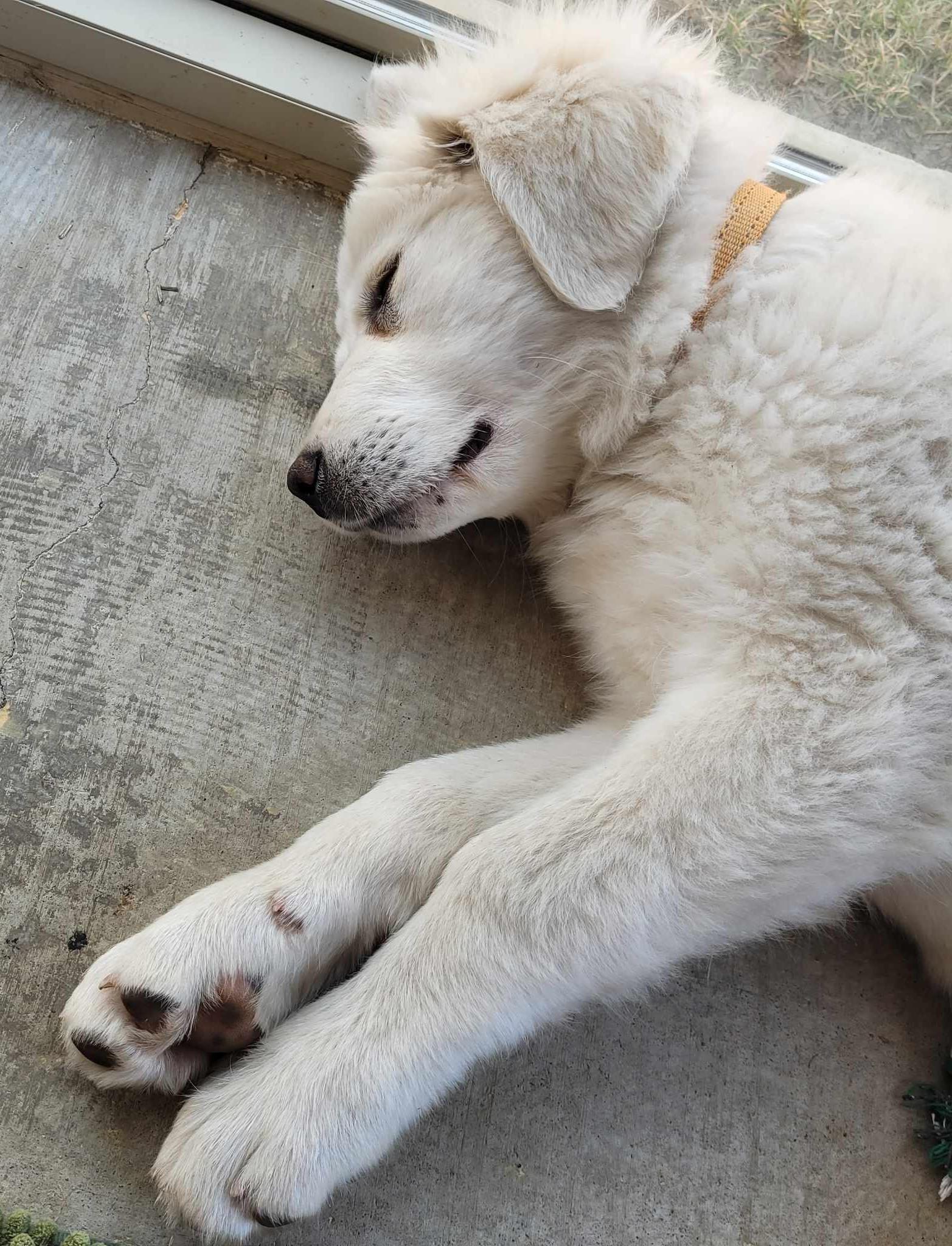Enlarge Marge , a ADOPTABLE Great Pyrenees in Kiowa, OK image 2/6