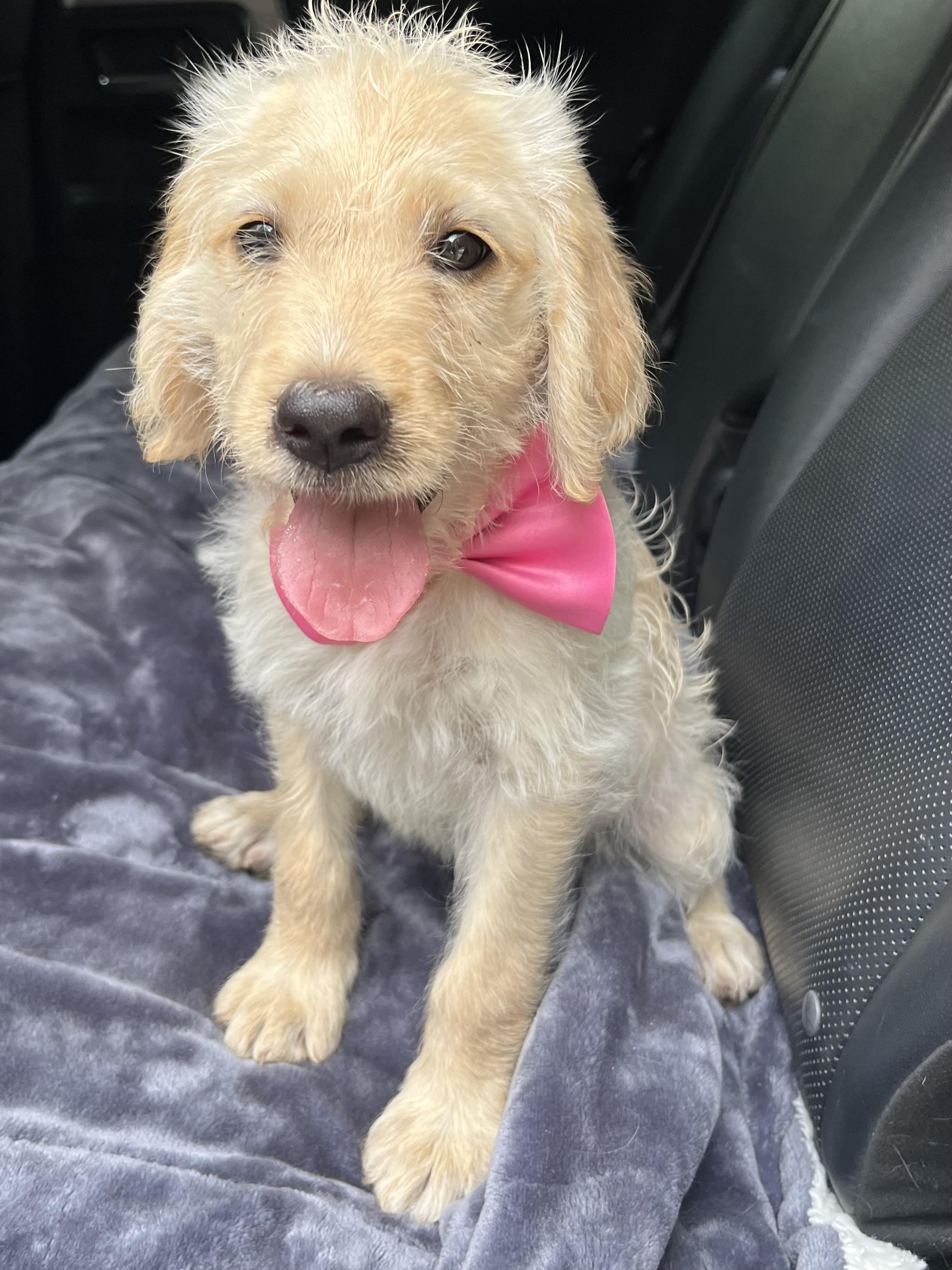 Sugar, a Adoptable mixed breed in Barnwell , SC image 6/6