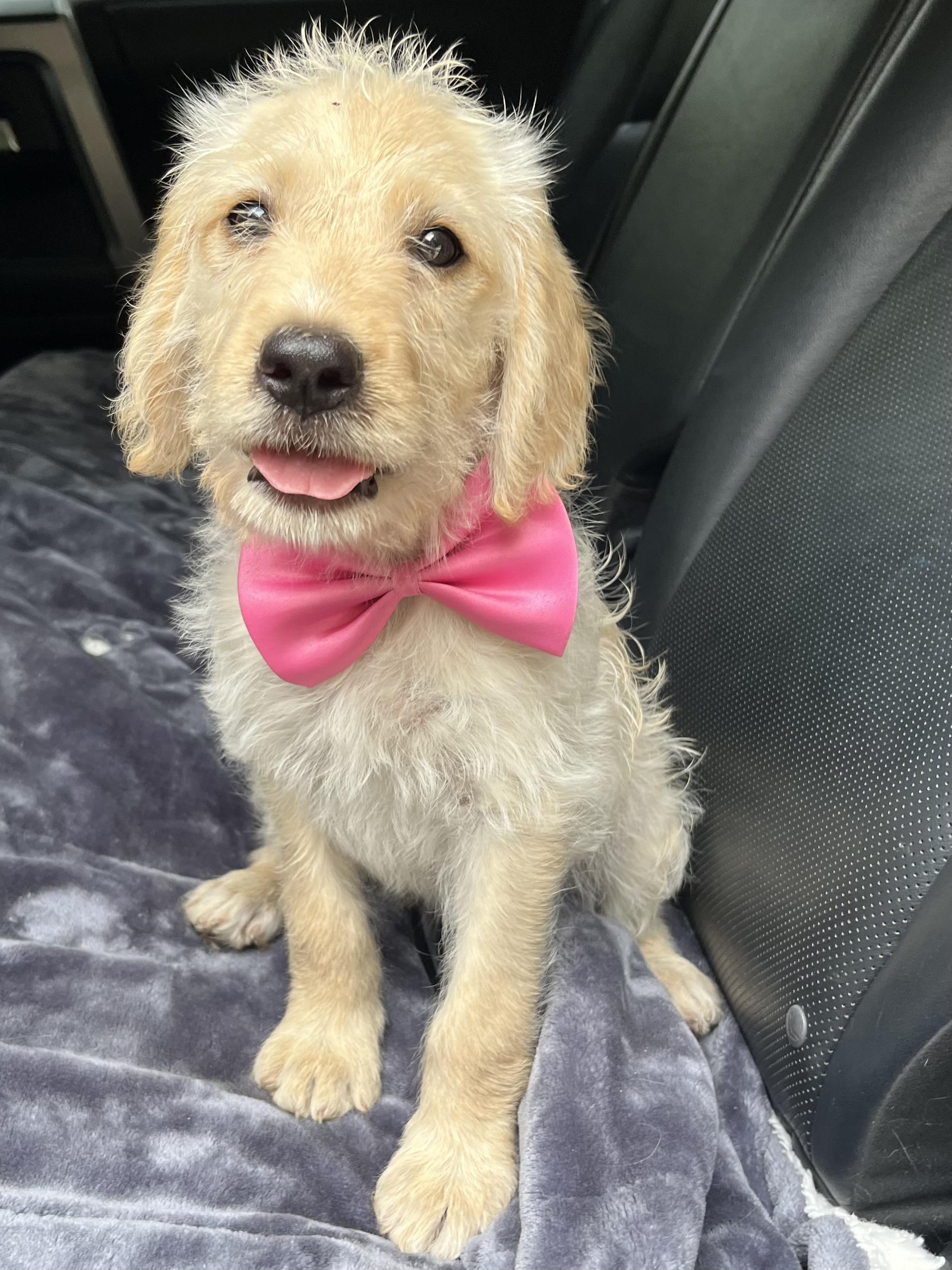 Sugar, a Adoptable mixed breed in Barnwell , SC image 5/6