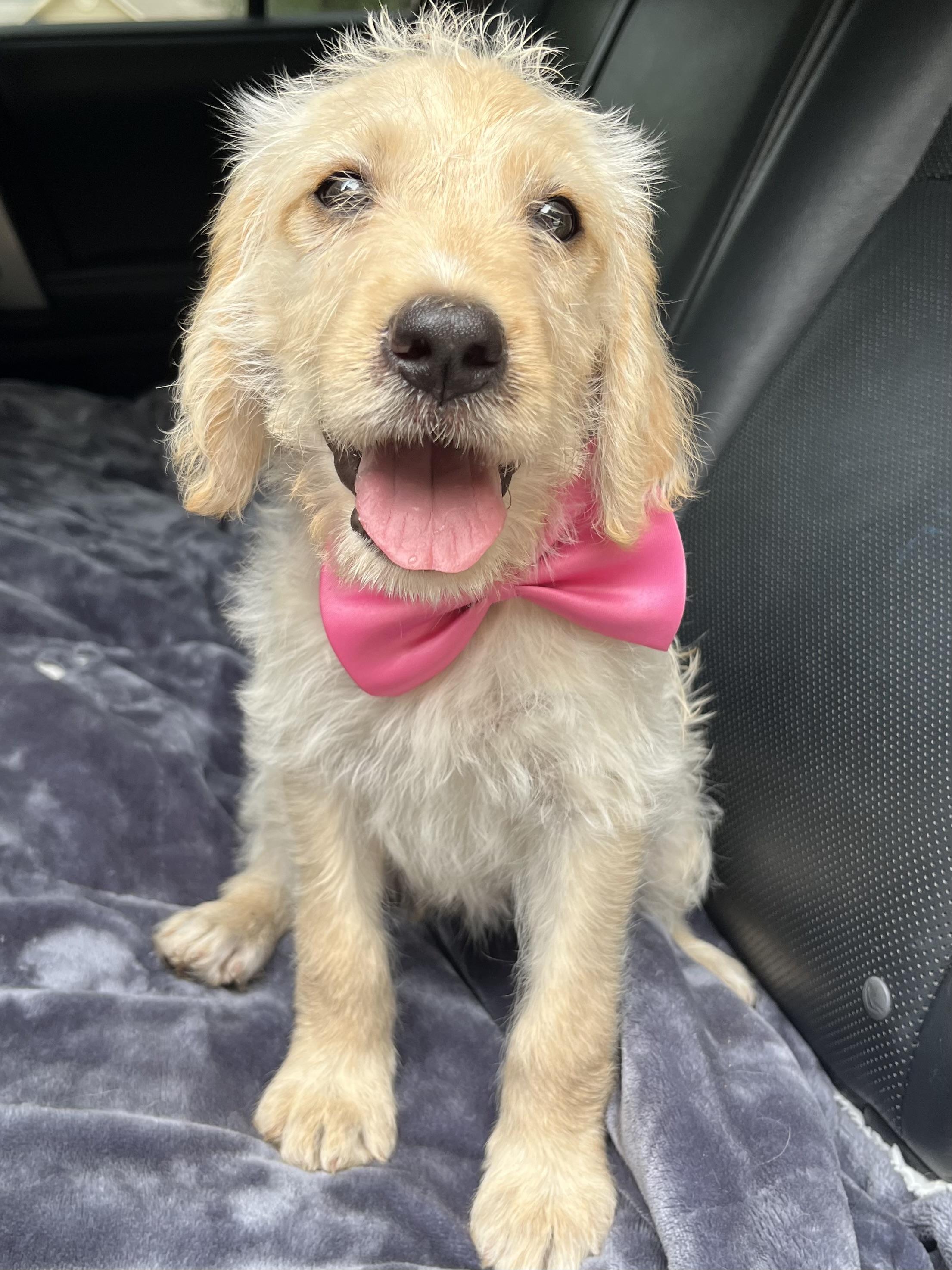 Sugar, a Adoptable mixed breed in Barnwell , SC image 2/6