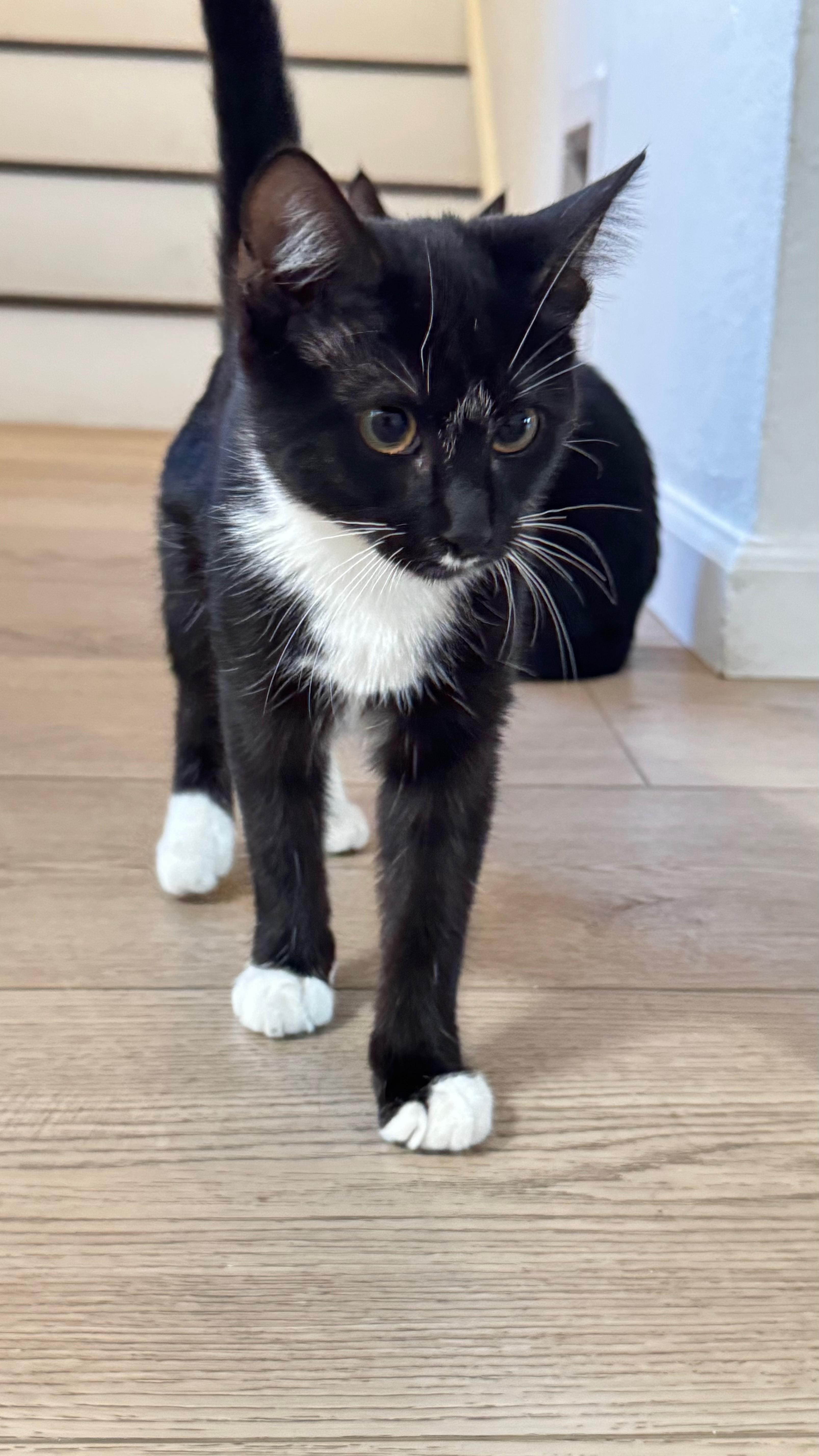 Domino, a Adoptable Domestic Short Hair in San Luis Obispo, CA image 1/3